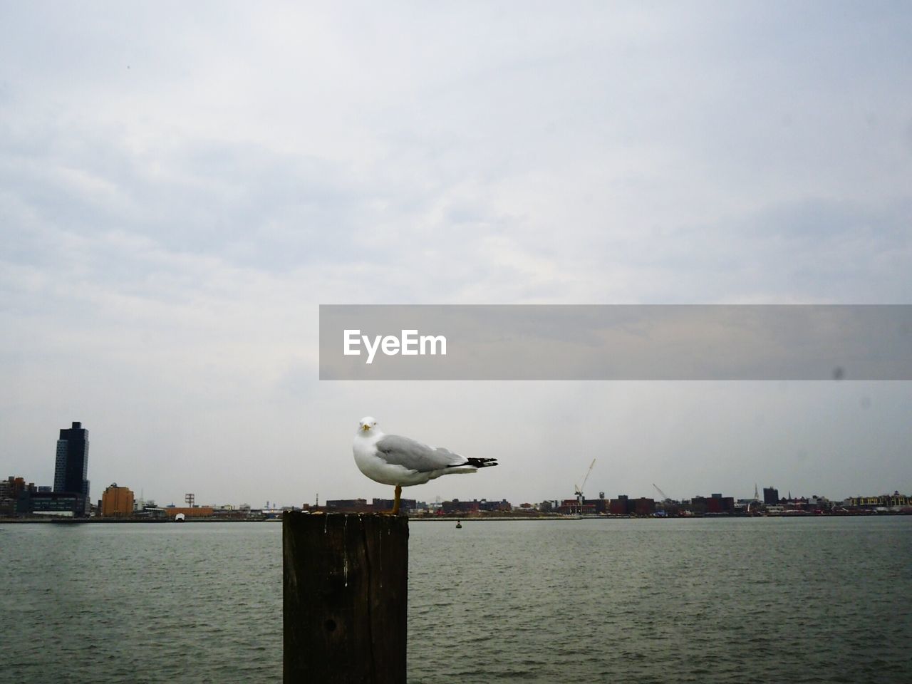 SEAGULL PERCHING ON RIVERBANK AGAINST SKY