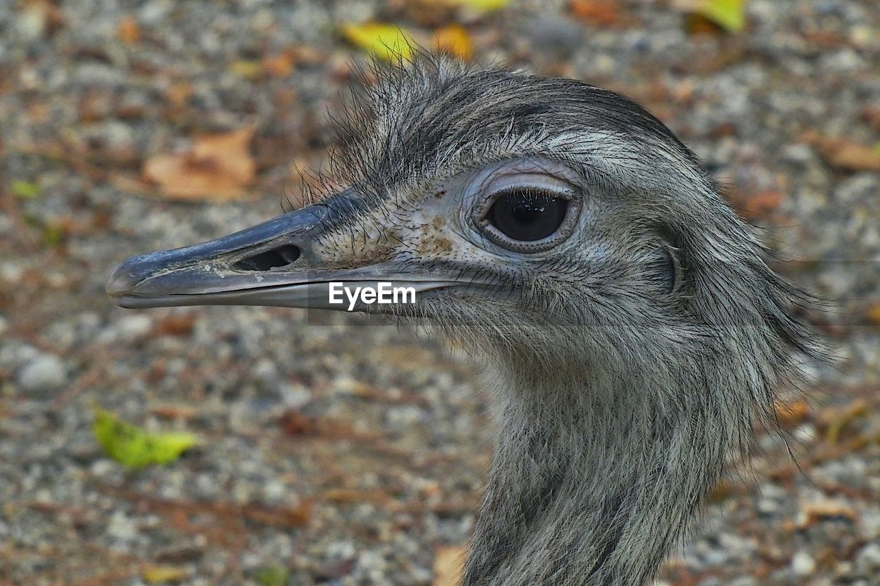 CLOSE-UP OF A BIRD LOOKING AWAY ON LAND