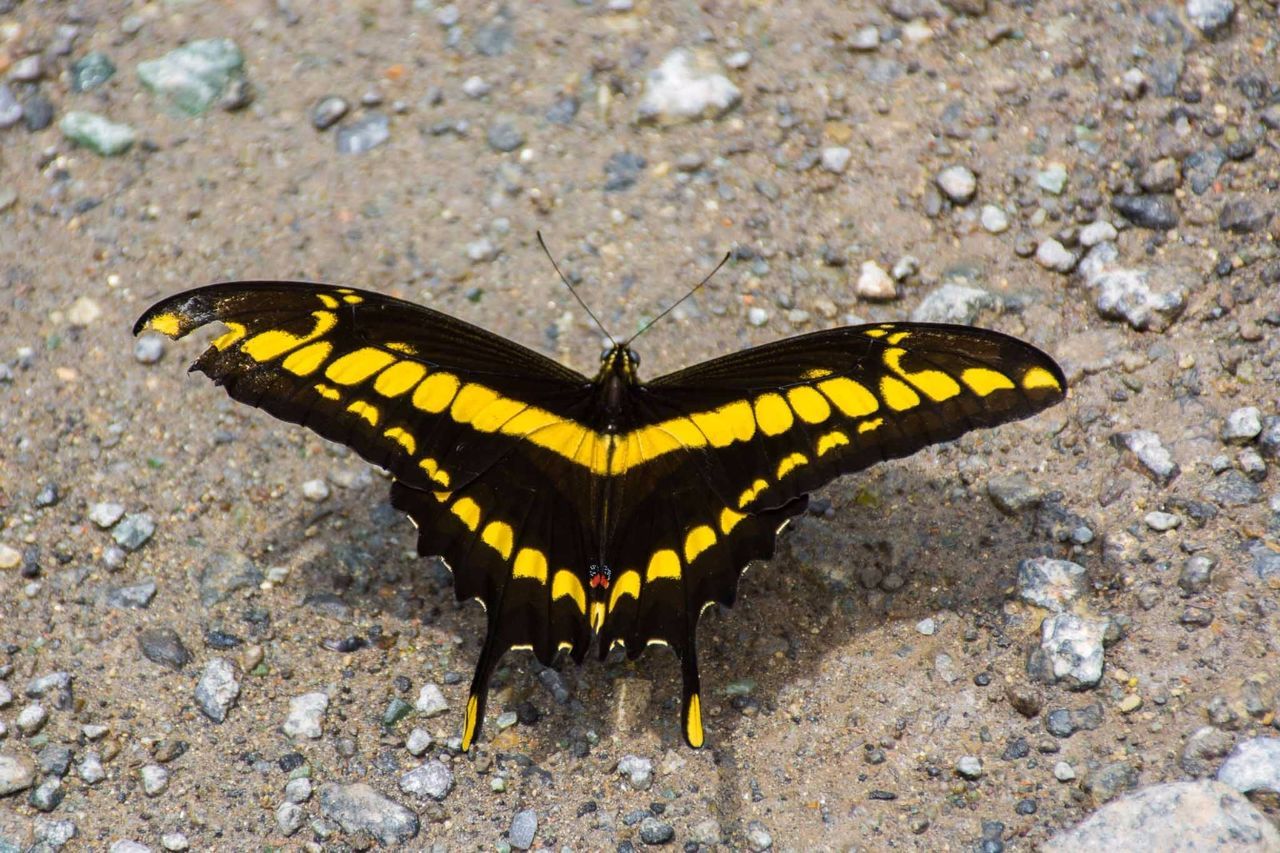 HIGH ANGLE VIEW OF BUTTERFLY ON GROUND
