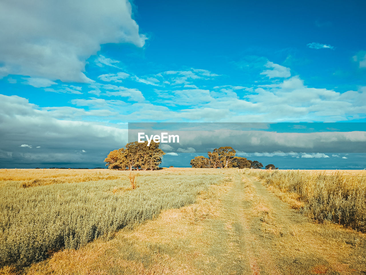 landscape, sky, environment, cloud, horizon, land, plant, scenics - nature, field, nature, rural scene, grassland, prairie, agriculture, beauty in nature, plain, blue, grass, hill, no people, cereal plant, tranquility, tranquil scene, tree, steppe, crop, cloudscape, rural area, farm, non-urban scene, horizon over land, outdoors, barley, natural environment, hay, summer, travel, day, road, morning, sunlight, travel destinations, plateau, idyllic, urban skyline, dramatic sky, growth, remote, gold, bale, wheat