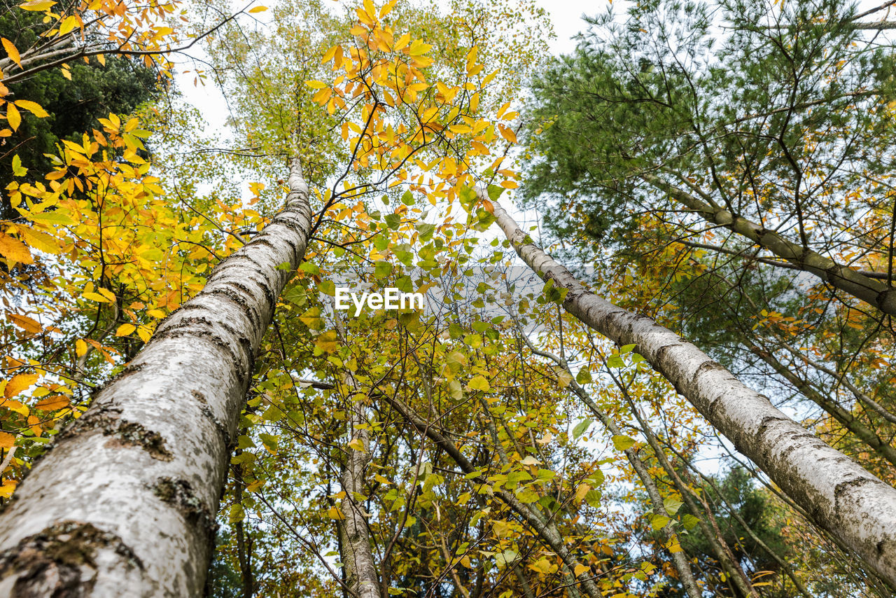 LOW ANGLE VIEW OF TREE IN FOREST AGAINST SKY