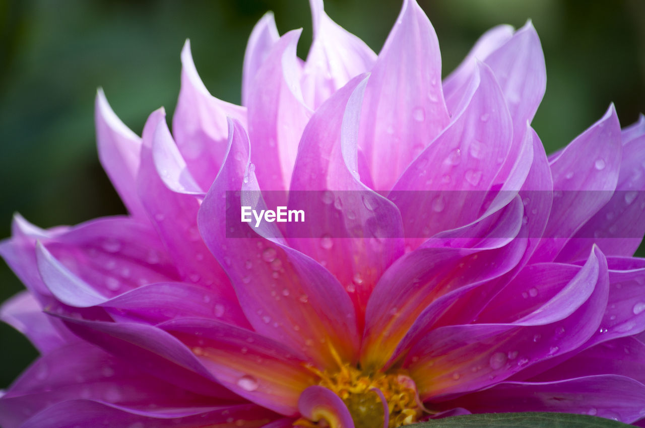 Close-up of wet pink rose flower