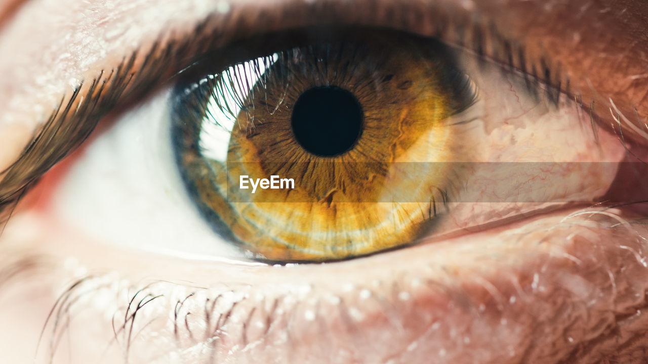 Brown iris eye close up