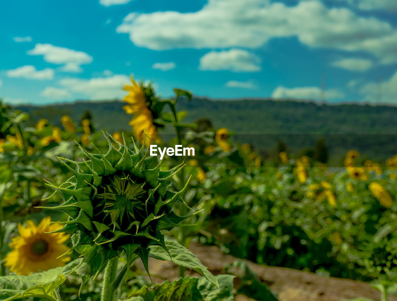 CLOSE-UP OF YELLOW FLOWERS GROWING IN FIELD