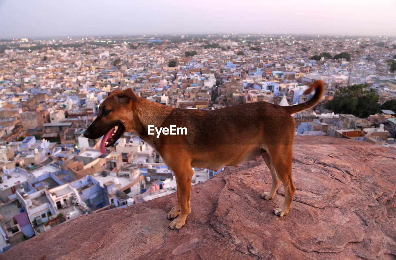 VIEW OF A DOG IN CITY