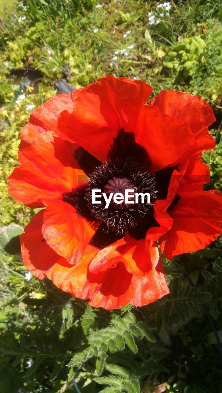 CLOSE-UP OF RED POPPY IN BLOOM