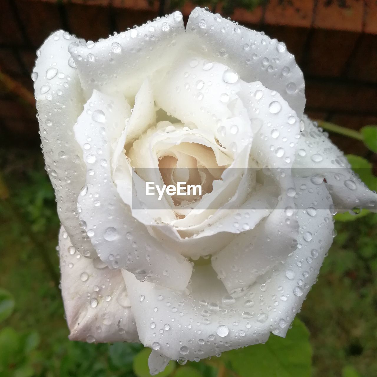 CLOSE-UP OF WET ROSE BLOOMING OUTDOORS