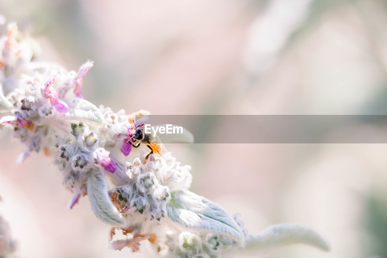 Close-up of bee on a flower 