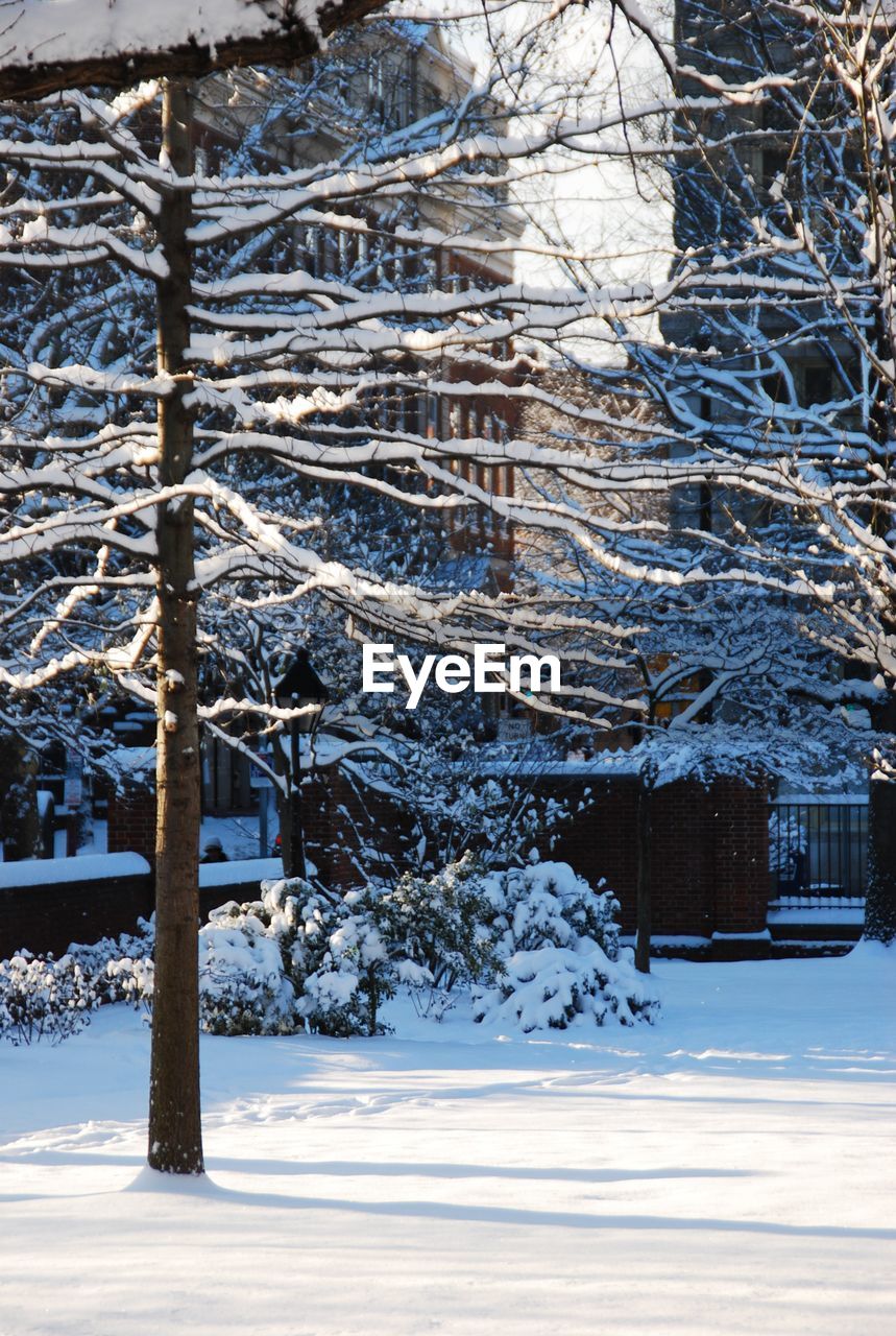 TREES ON SNOW COVERED LANDSCAPE