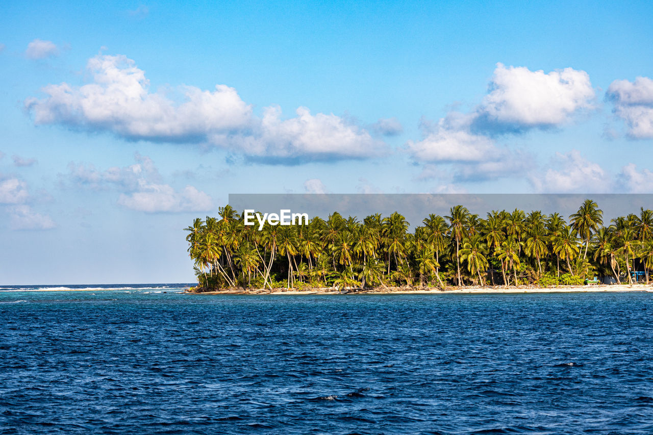 View of a group of palm trees on an island in the maldives