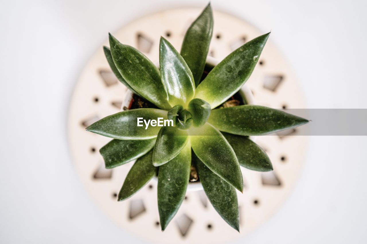 HIGH ANGLE VIEW OF SUCCULENT PLANT IN POT