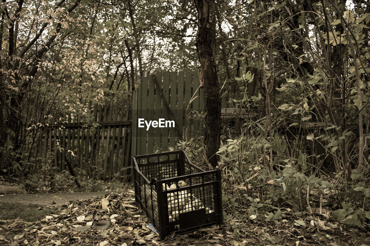 GAZEBO IN FOREST