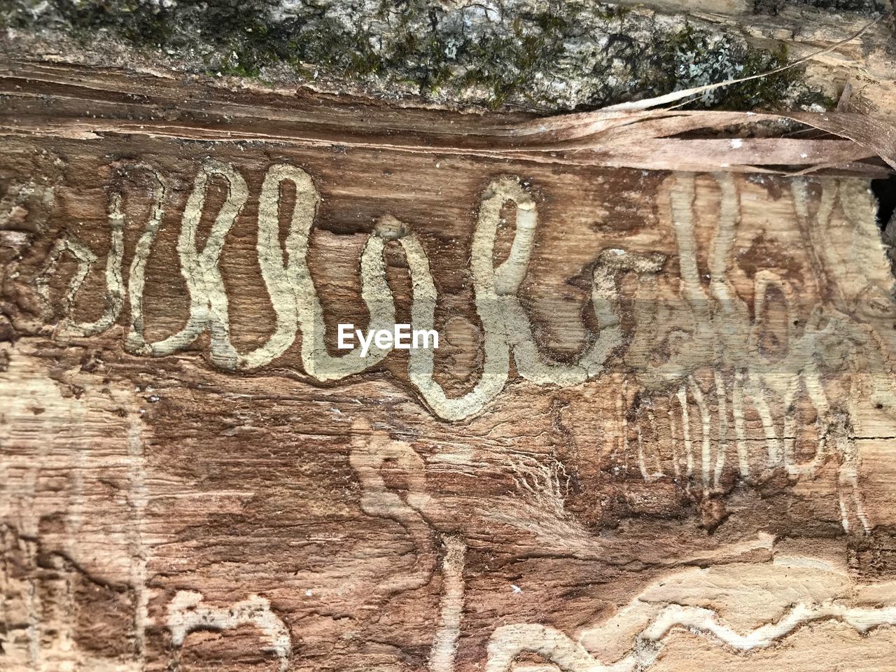 TEXT ON TREE TRUNK