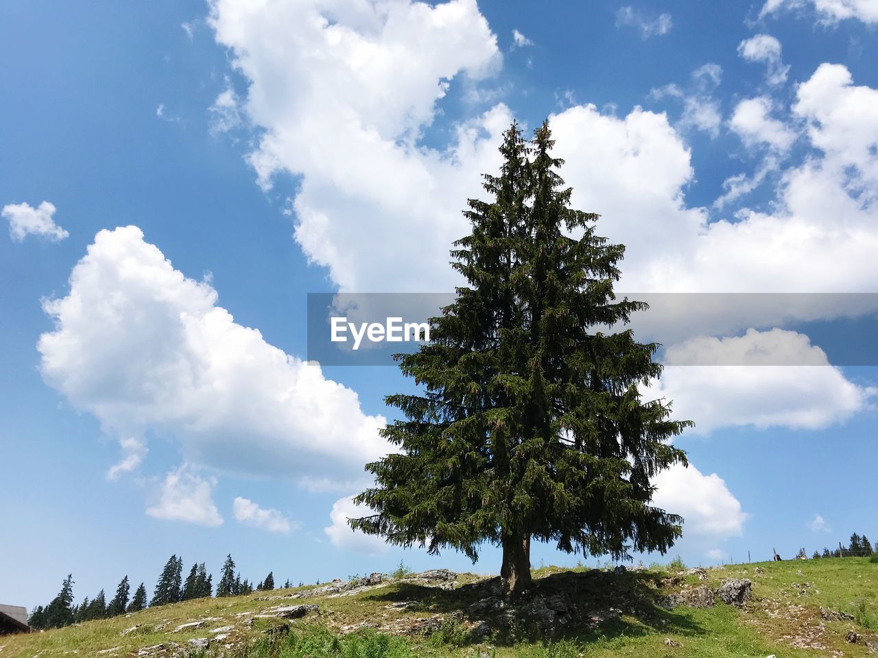 Low angle view of tree on field against sky