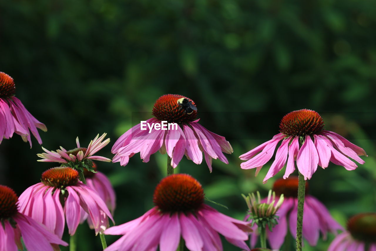 Close-up of bee pollinating on eastern purple coneflower