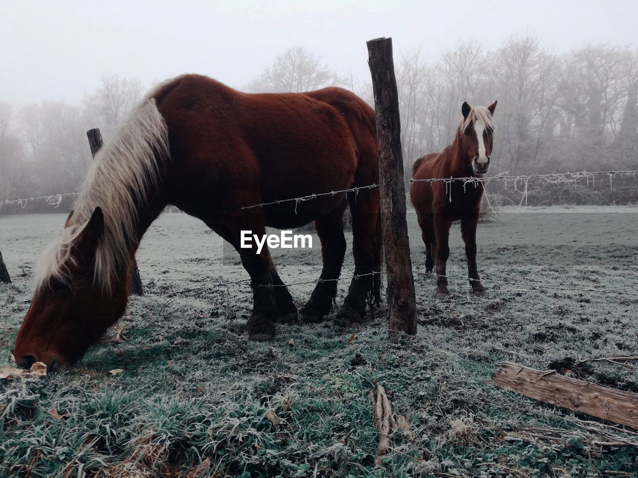 Horses on field against sky