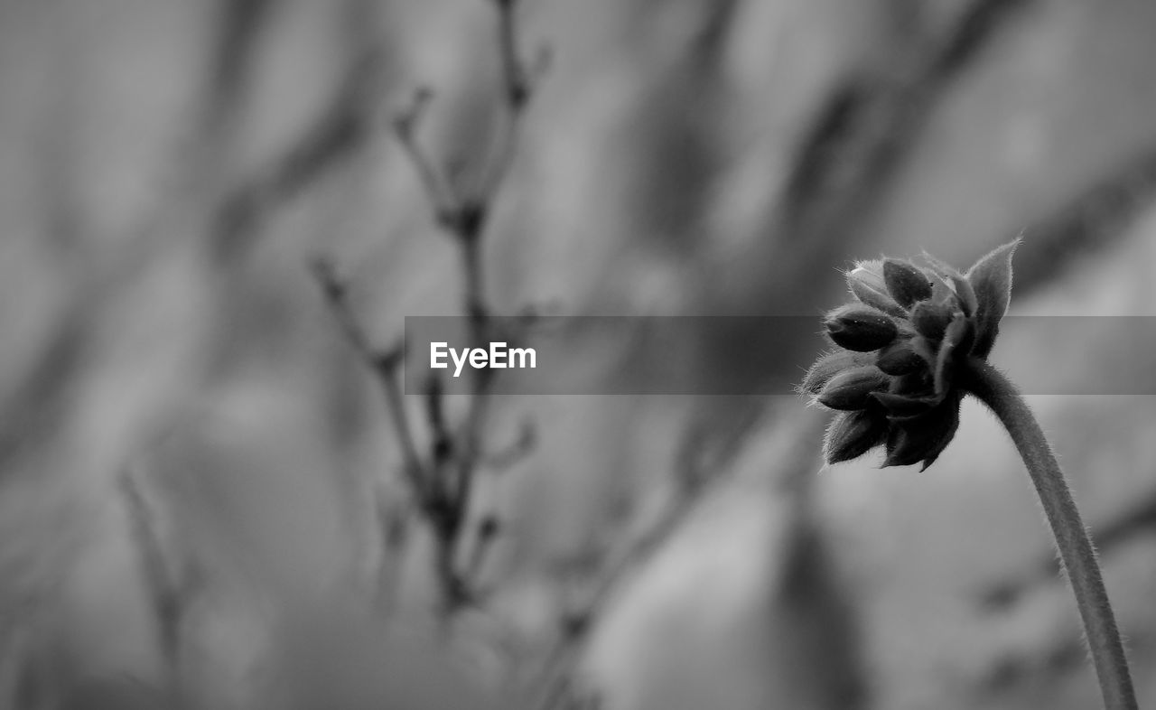 CLOSE-UP OF WILTED FLOWER PLANT