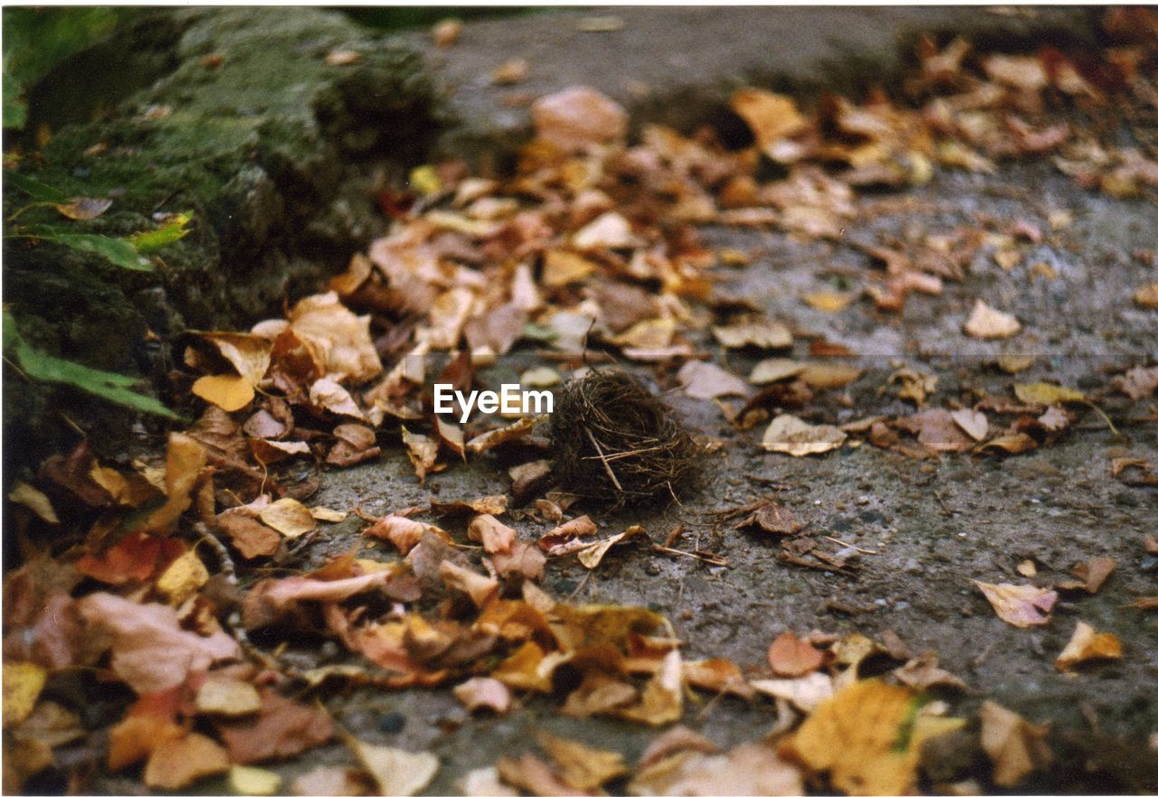 High angle view of dry fallen leaves