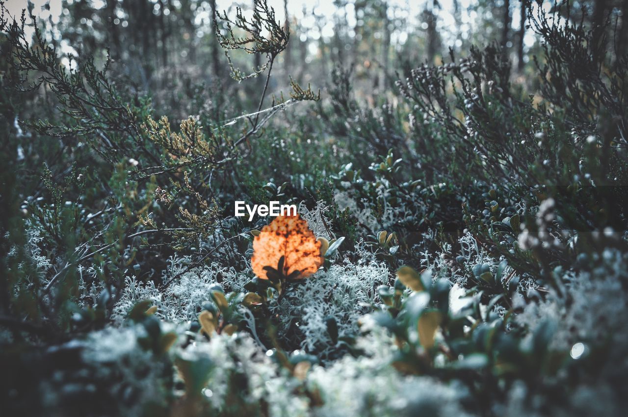 Close-up of mushrooms growing on field in forest