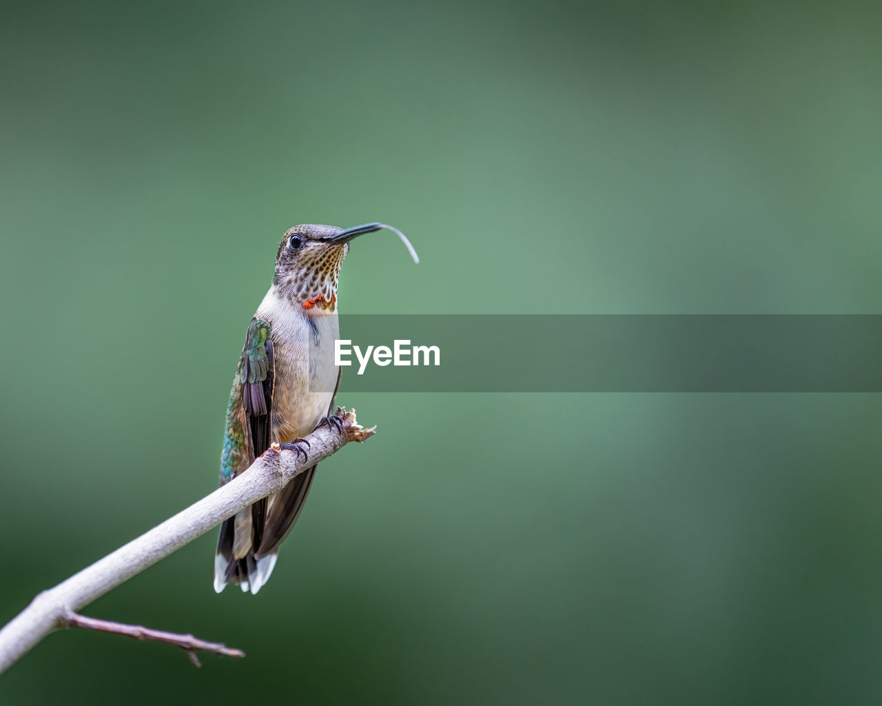 Close-up of hummingbird perching on a branch