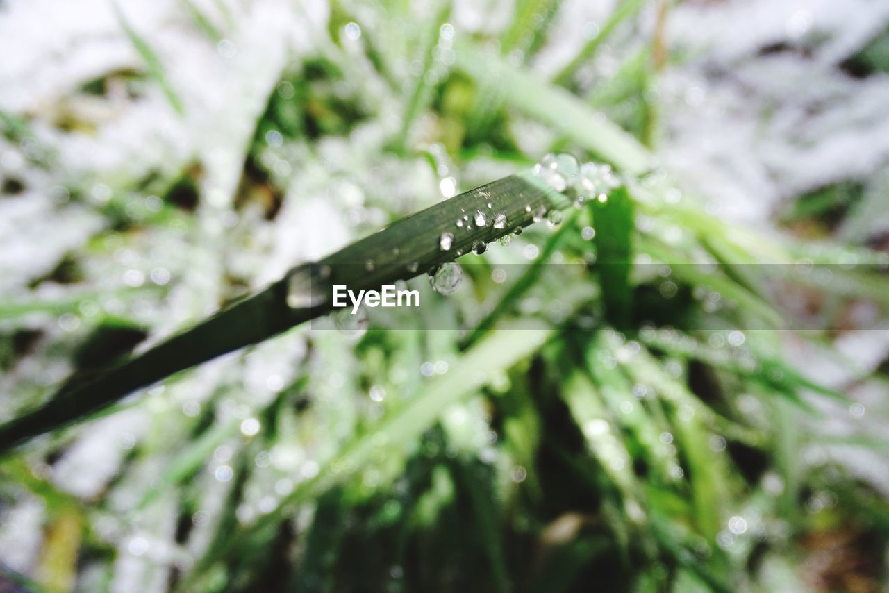 Close-up of raindrops on leaf