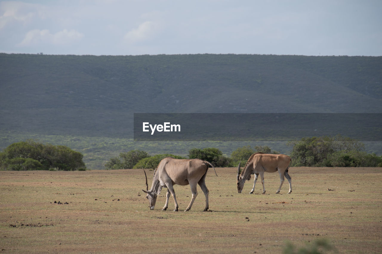 HORSES IN THE FIELD