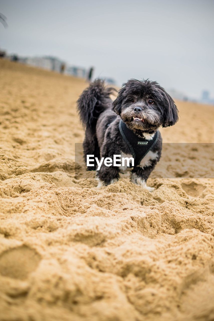 Portrait of dog at beach