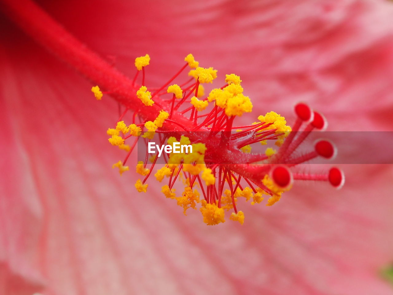 CLOSE-UP OF ORANGE HIBISCUS