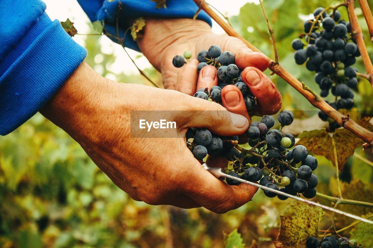 Close-up of hands picking grapes