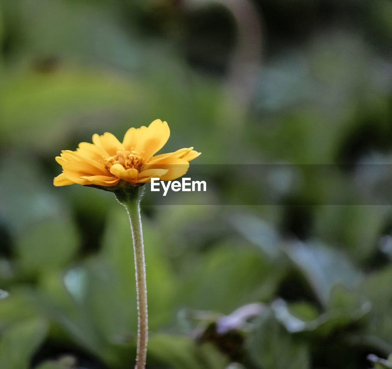 Close-up of yellow flower blooming outdoors