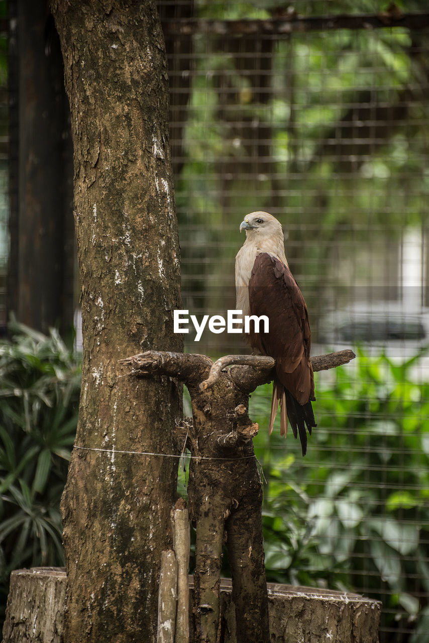 PIGEON PERCHING ON TREE