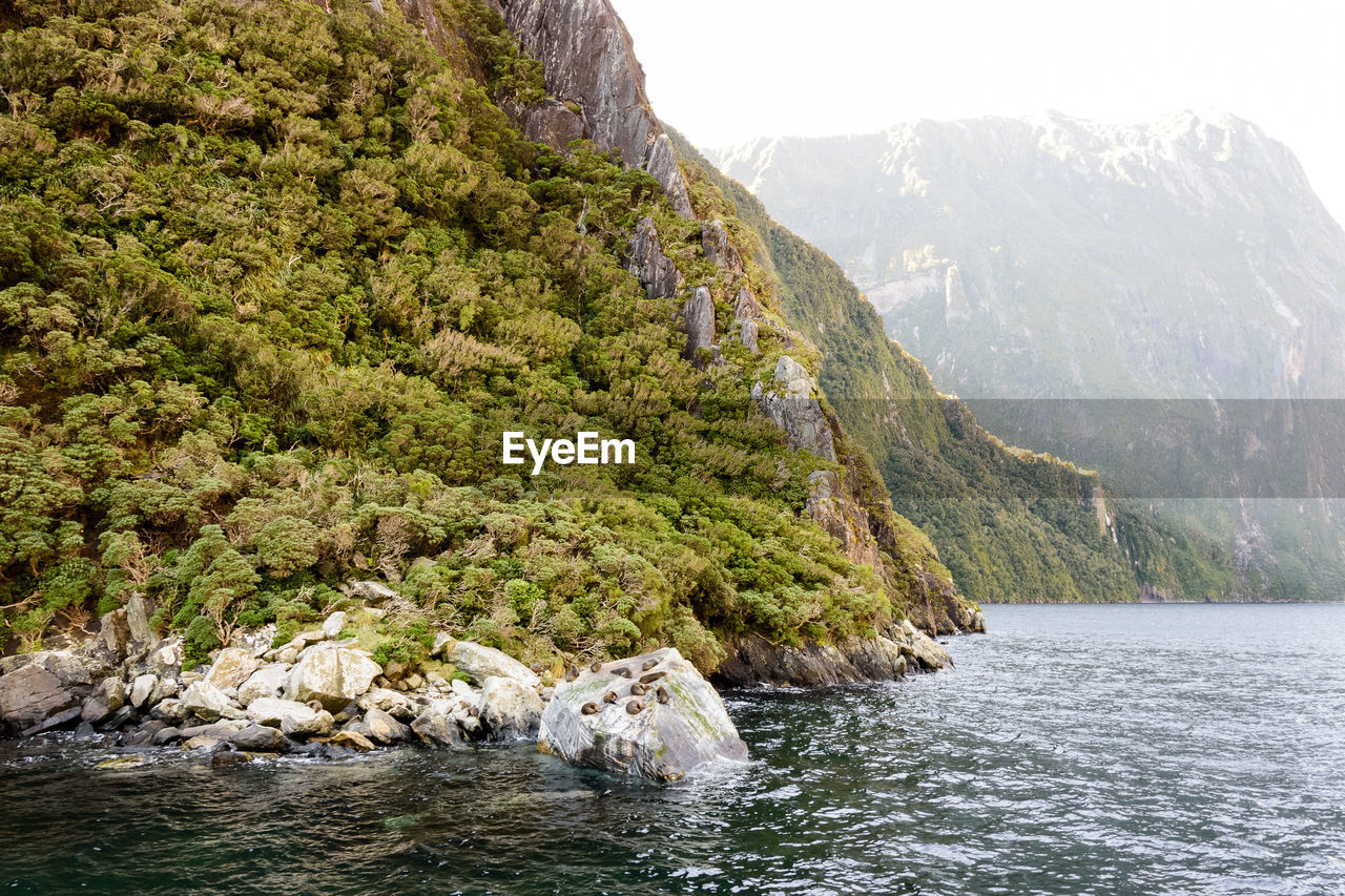 Scenic view of river flowing in forest