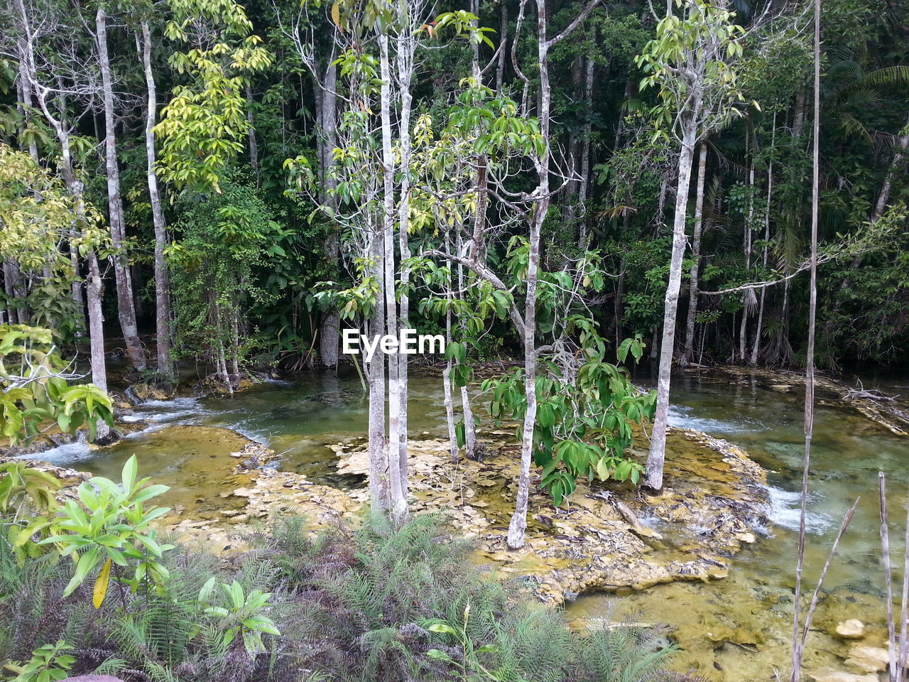 SCENIC VIEW OF FOREST