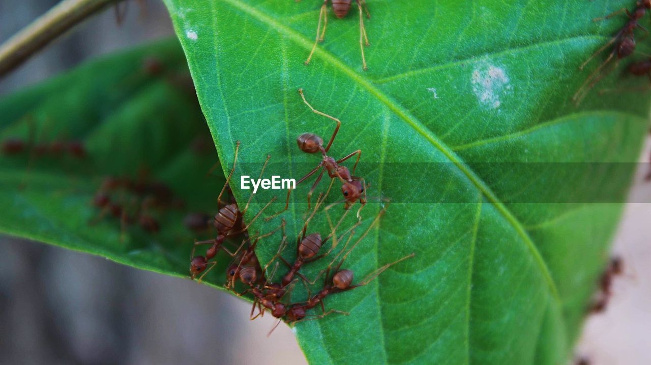 CLOSE-UP OF ANT ON PLANT