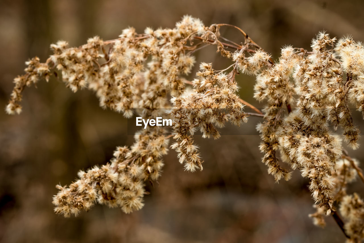 Close-up of flowering plant during winter