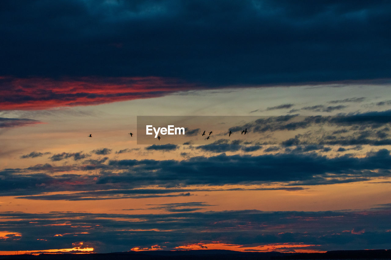 LOW ANGLE VIEW OF BIRDS FLYING AGAINST SKY