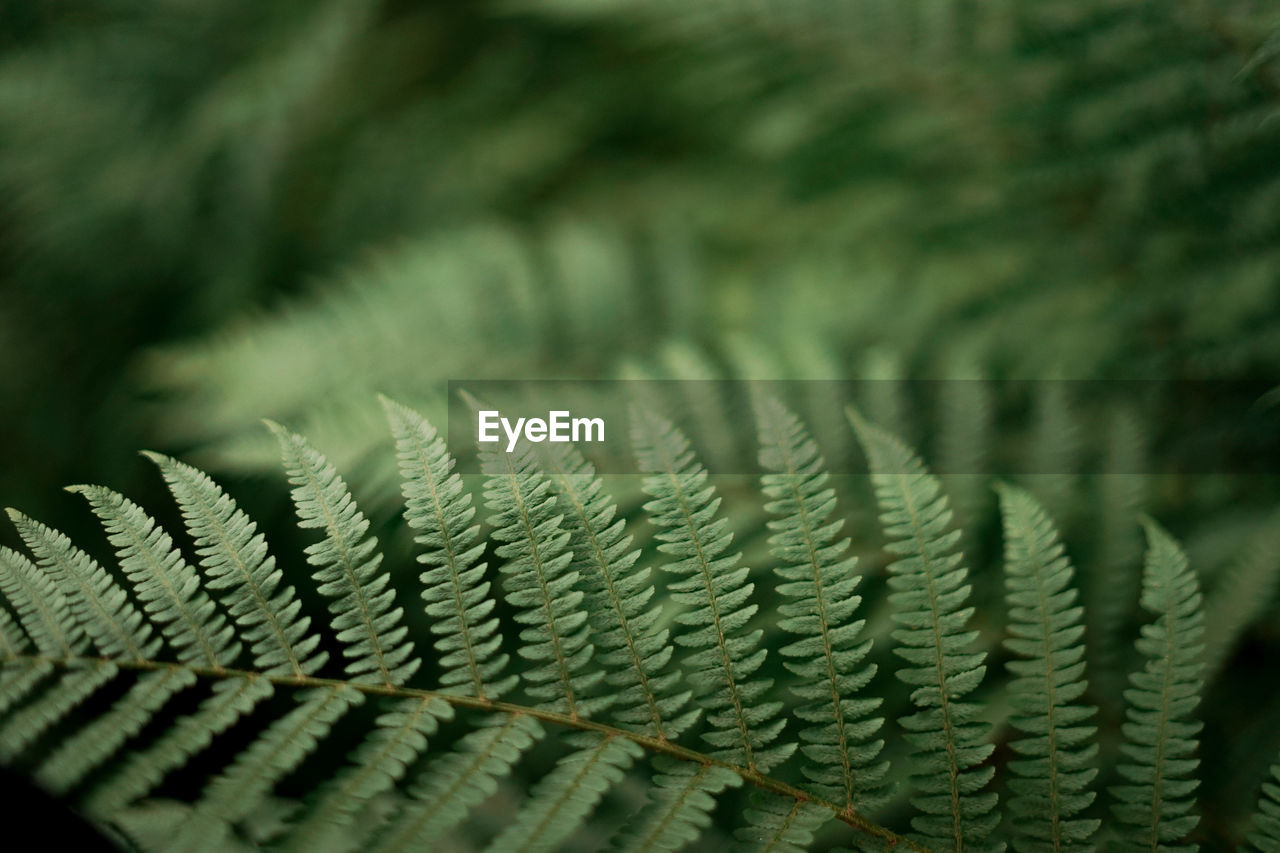 Full frame shot of fern