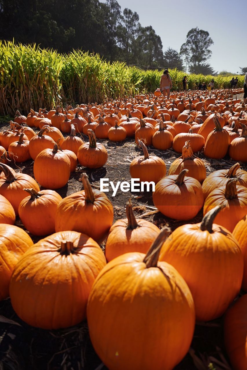 Pumpkins on agricultural field against sky