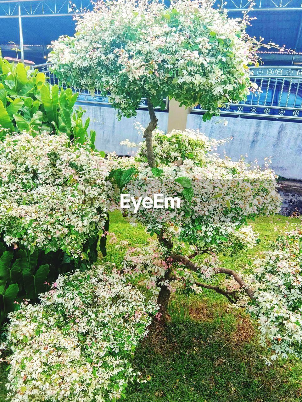 CLOSE-UP OF FLOWERING PLANTS AGAINST TREES AND WALL