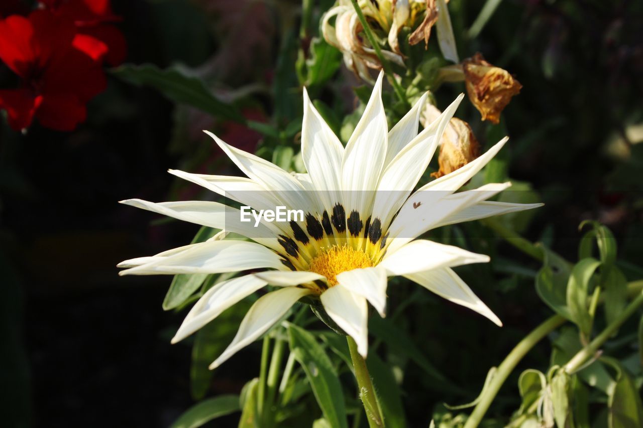 CLOSE-UP OF WHITE FLOWERING PLANTS