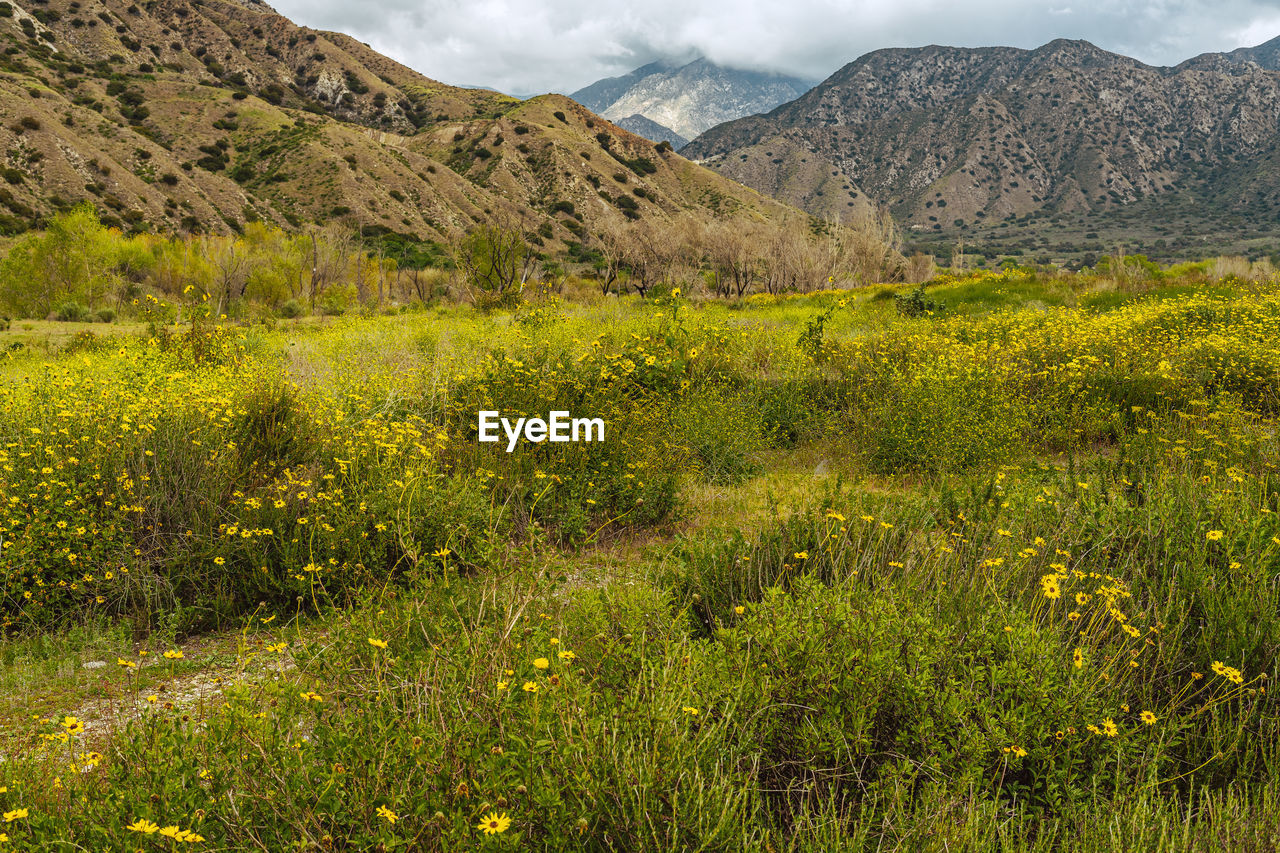 Scenic view of field against mountain range