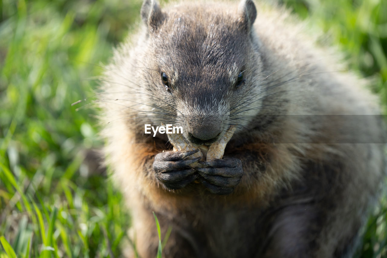 Close-up of a ground hog eating a nut on a sunny day at the park