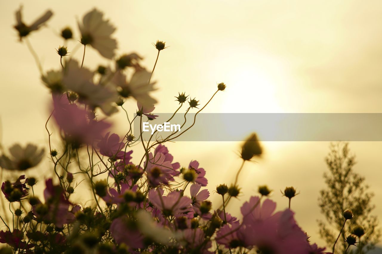 Close-up of flowers blooming on plant