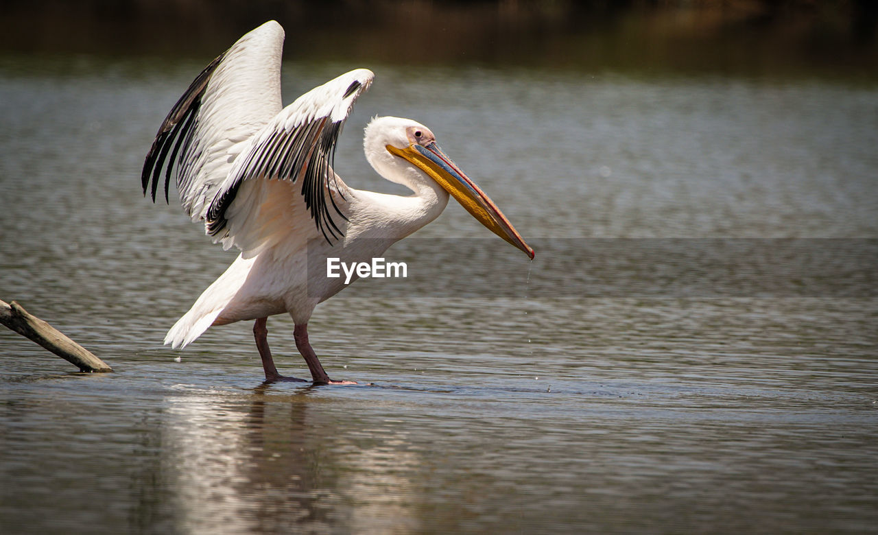 close-up of pelican on lake