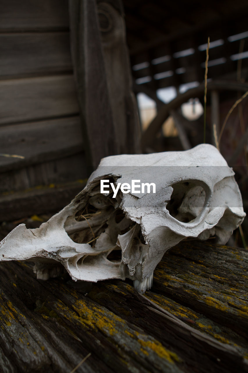 CLOSE-UP OF SKULL OF ANIMAL