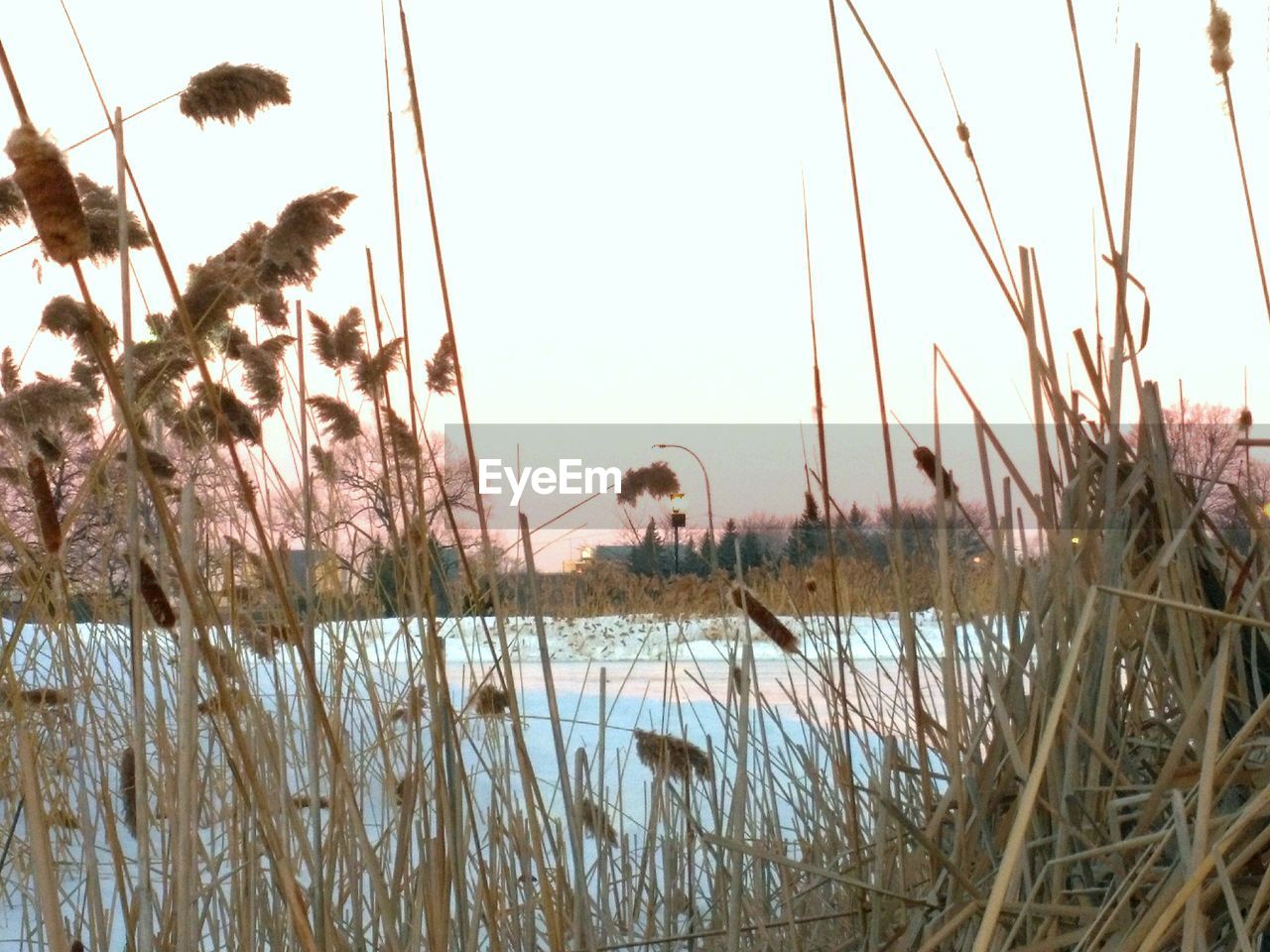 SCENIC VIEW OF GRASS AT SUNSET