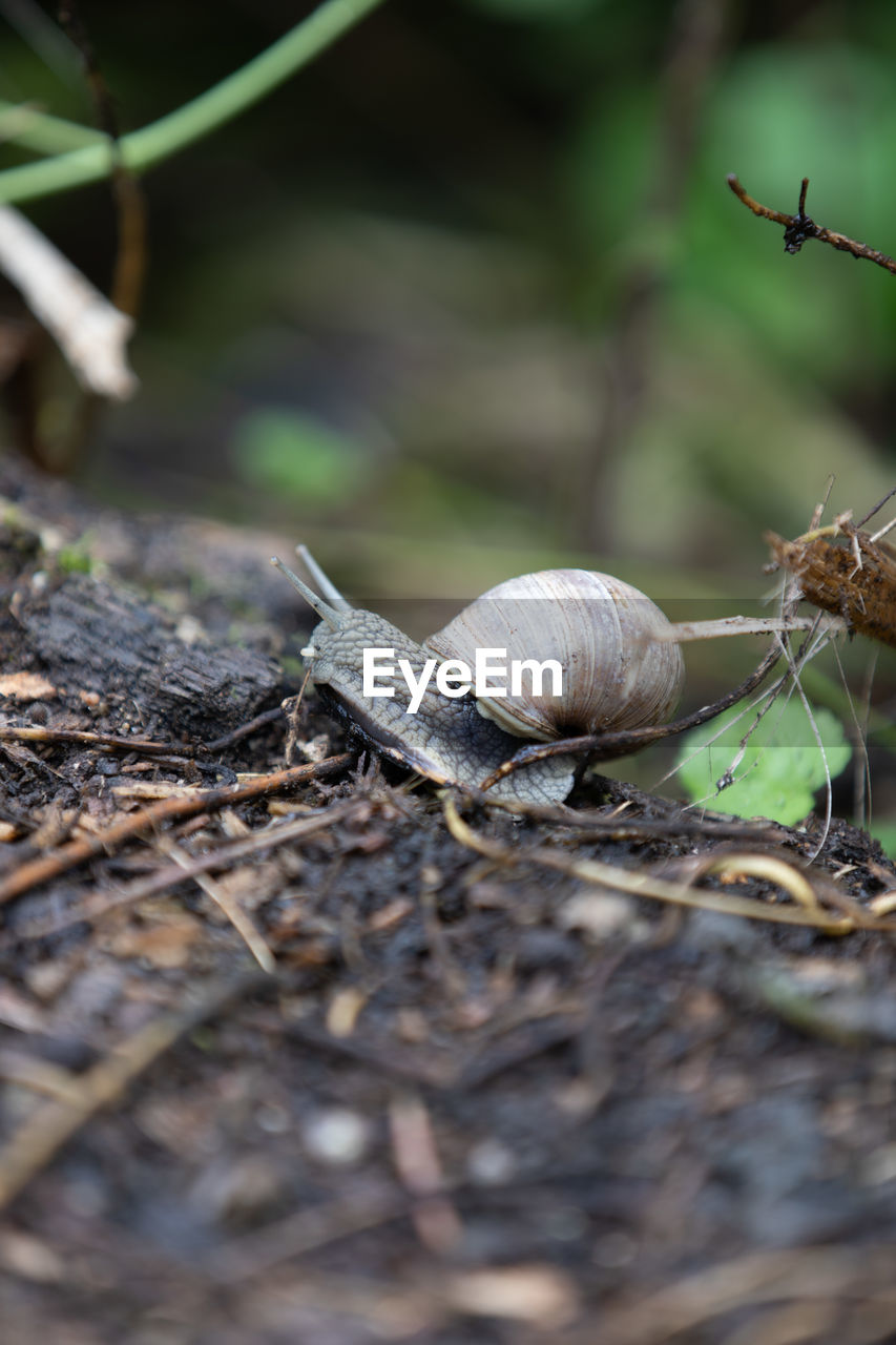 CLOSE-UP OF SNAIL