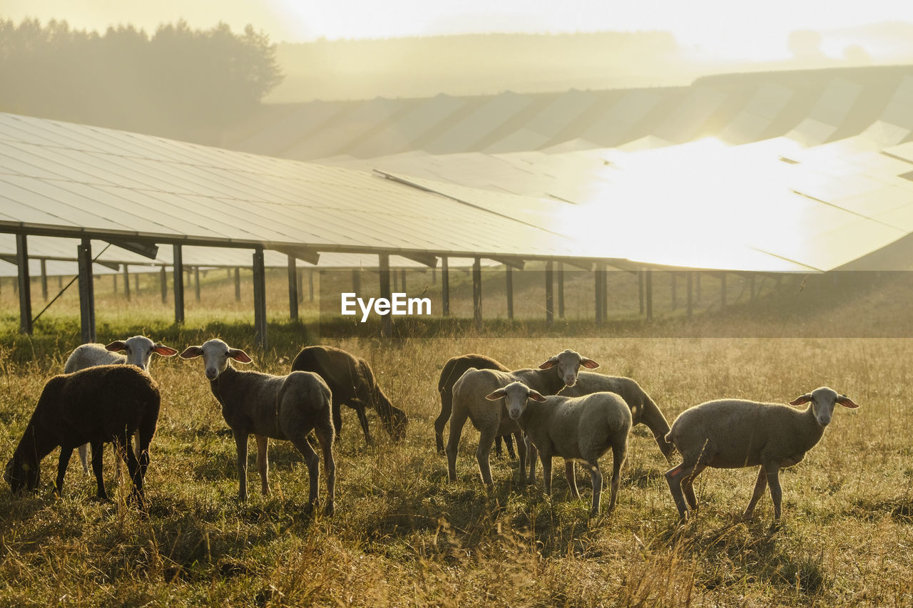 Germany, sheeps grazing on a field with solar panels in the morning light