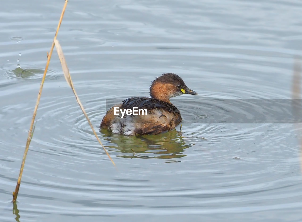 DUCK SWIMMING ON LAKE