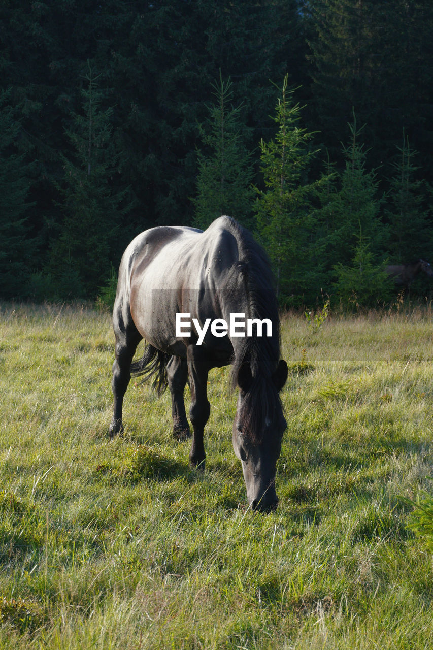 horse, animal, animal themes, mammal, plant, pasture, domestic animals, livestock, grass, animal wildlife, land, grazing, field, one animal, pet, stallion, nature, meadow, mare, tree, no people, green, landscape, day, mustang horse, agriculture, herbivorous, growth, environment, outdoors, plain, full length, standing, grassland, side view, beauty in nature
